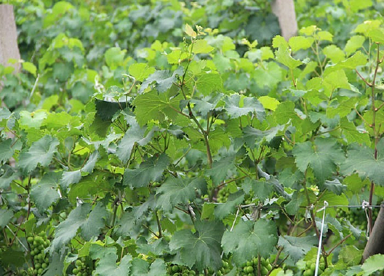 ��ɬ����԰