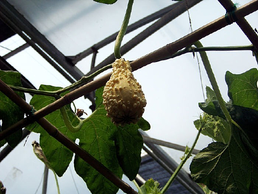 ���ι�״�Ĺ�