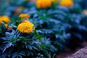 ʢ���Ļƾջ�