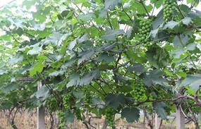 ˶����������