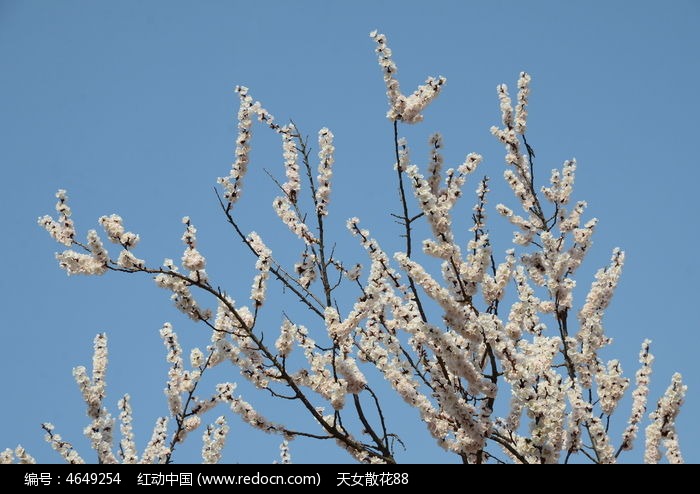 ��֦�ϵ��һ�ͼƬ