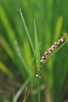 ��Ұ��Ļ���