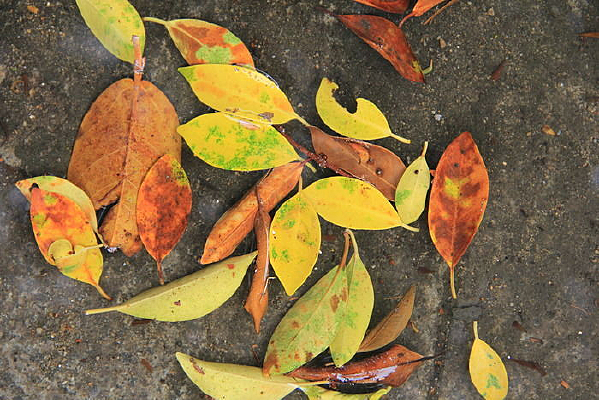 ��ɫ��Ҷ��