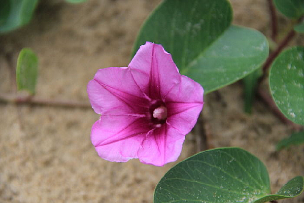 ��ɫ��Ҷ��