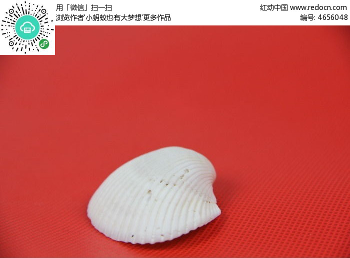 一个白色的贝壳图片