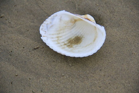 Ư������