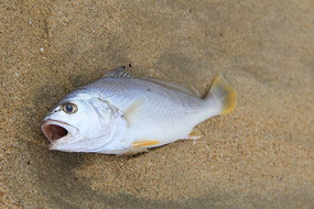 一条张开嘴巴的死鱼