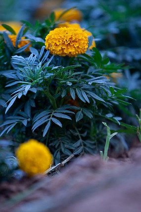 ���ŵĻƾջ�