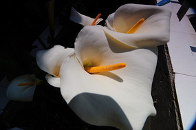 ��ɫ������