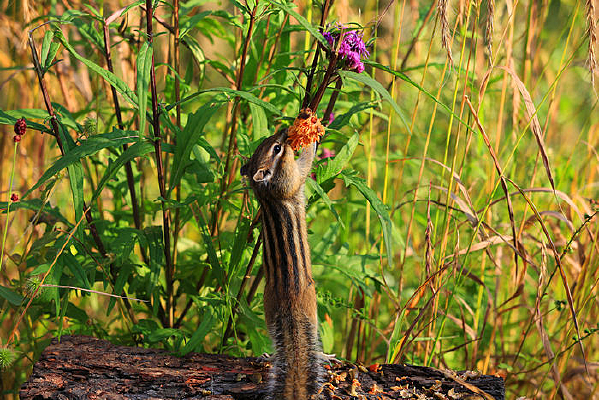 ��ʳ�����Ļ���