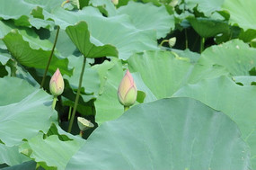 �ȴ�ʢ���ĺɻ�