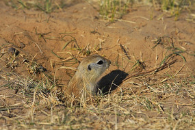 ��Ѩ�еĻ���