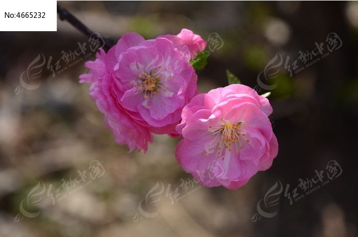 ��ɫ�һ�ͼƬ