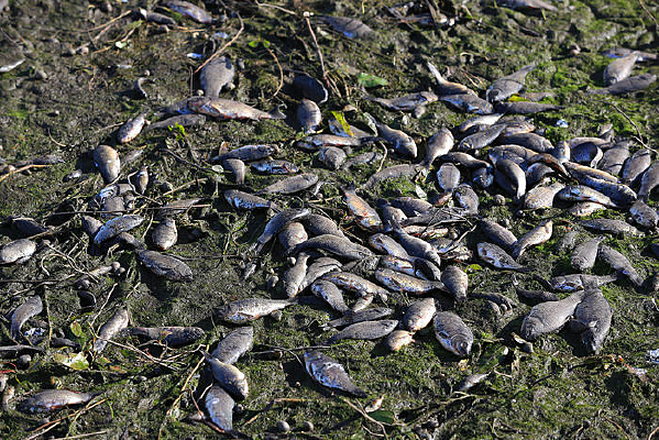 �ɿݺ������