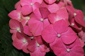 ���ɻ�����