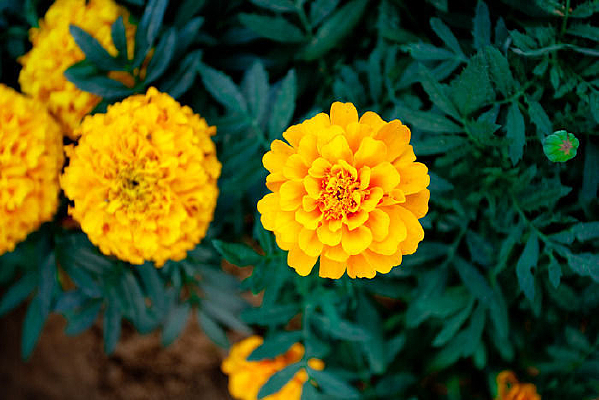 ��ɫ����ջ�