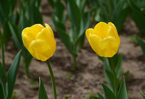 �������ʻ���ɫ��������