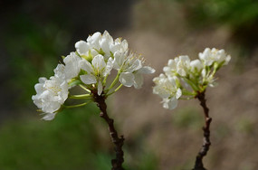 ��׵�ƻ����