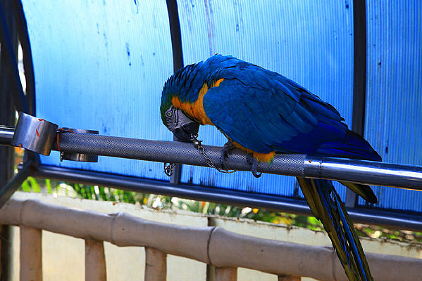 ��ɫ������