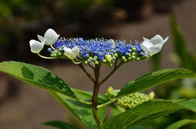 ��ɫ����