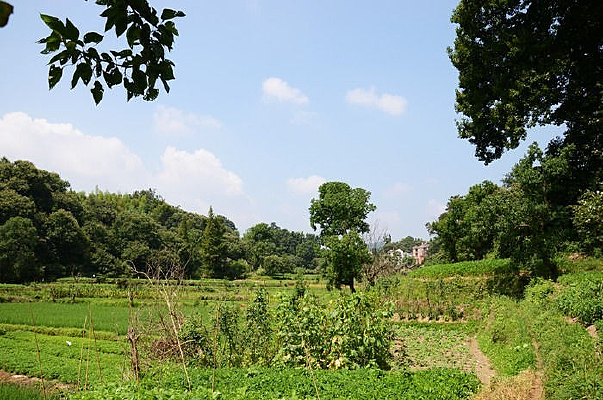 ɽ������