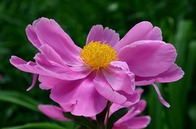 ����ҩŭ��