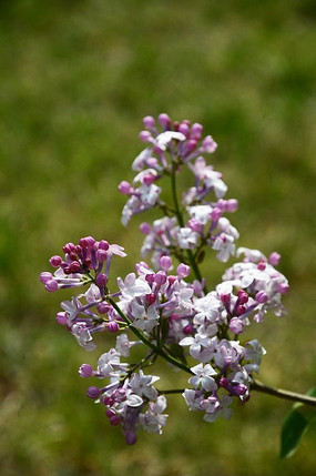 ʢ���Ķ��㻨