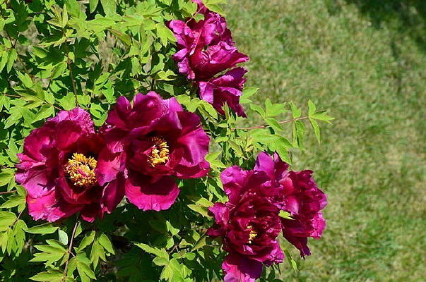 ʢ�����ʻ�