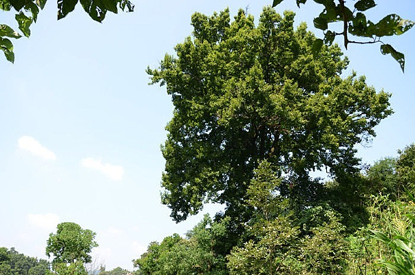 һ������