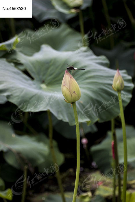 ͣ�ںɻ������ϵ�����ͼƬ