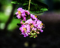 �ϻ����۷�