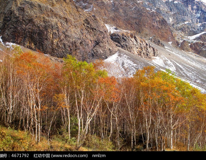 长白山火山地貌岳桦林