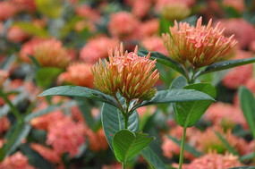 �ۺ�����