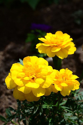 ���ɫ���¼���