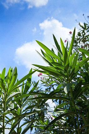 ��������Ҷ