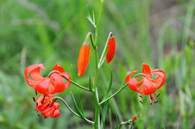 ɽ������