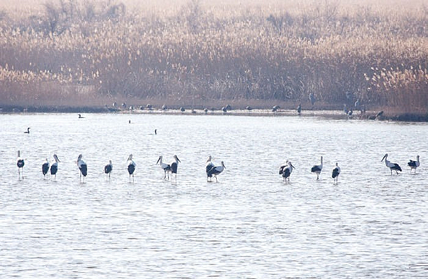 �����е�«έ