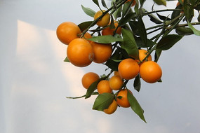 ����Ľ���