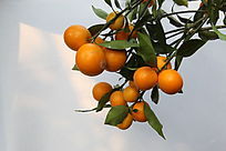 ����Ľ���