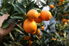 ��Ƥ���ͼƬ����ۡ�����