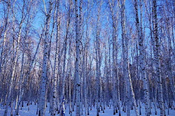 ���ױ���������