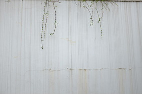 ��ǽ����