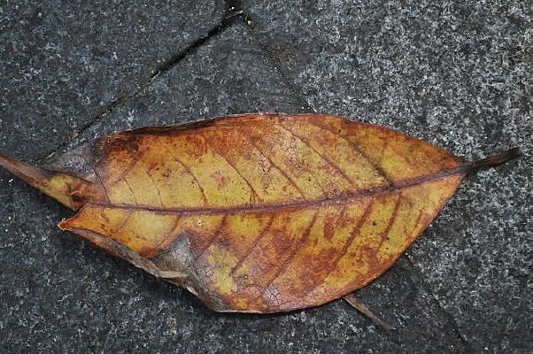 ���õ�Ҷ��