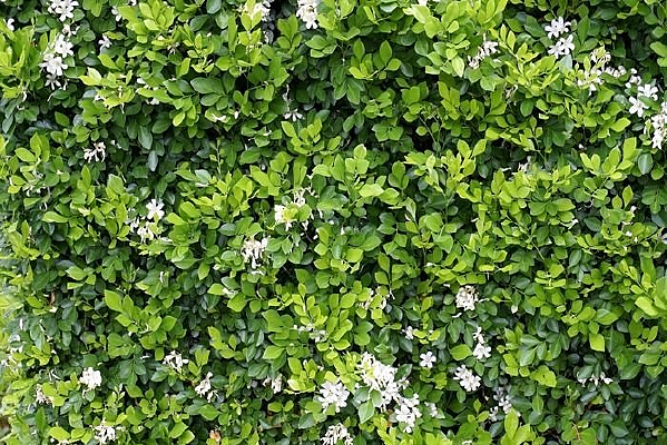 �����ز�����Ҷ