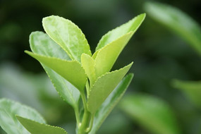 ��Ҷ֦Ҷ΢�����