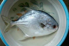 ˮ�������