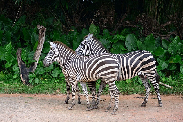 ��ֻ��������ͼ