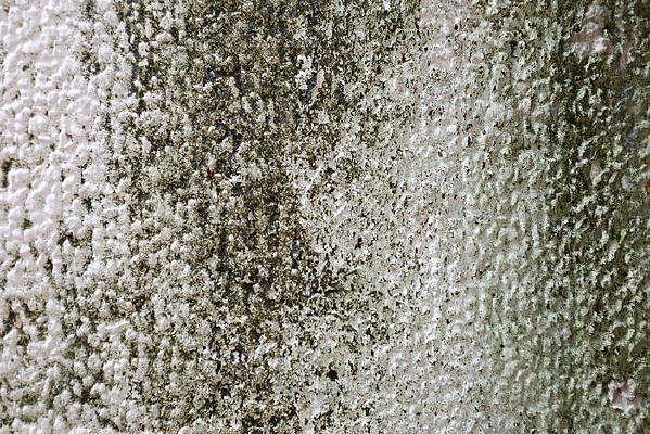 ��Ƥ����