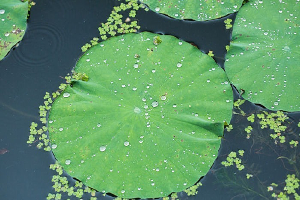 ���������Ҷ����ˮ��¶��