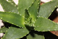 �ƹ��µ�«��